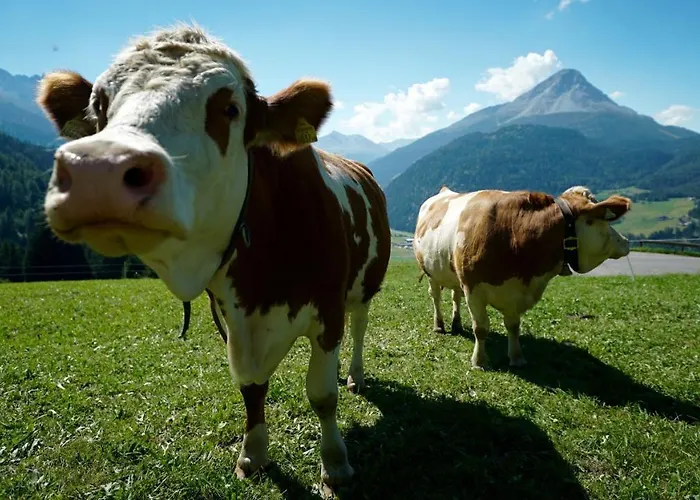 Wellnesshotel Mein Almhof Superior נאודרס